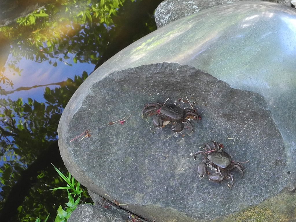 画像　カニ　西小岩親水緑道